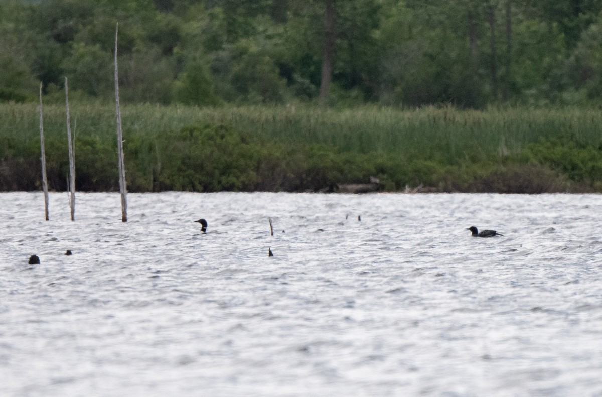 Common Loon - Marilyn White