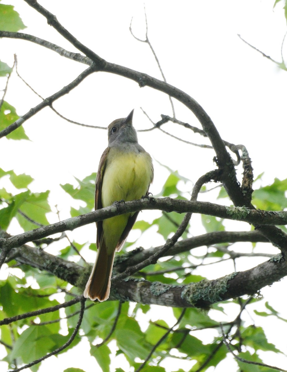 Great Crested Flycatcher - ML620898736