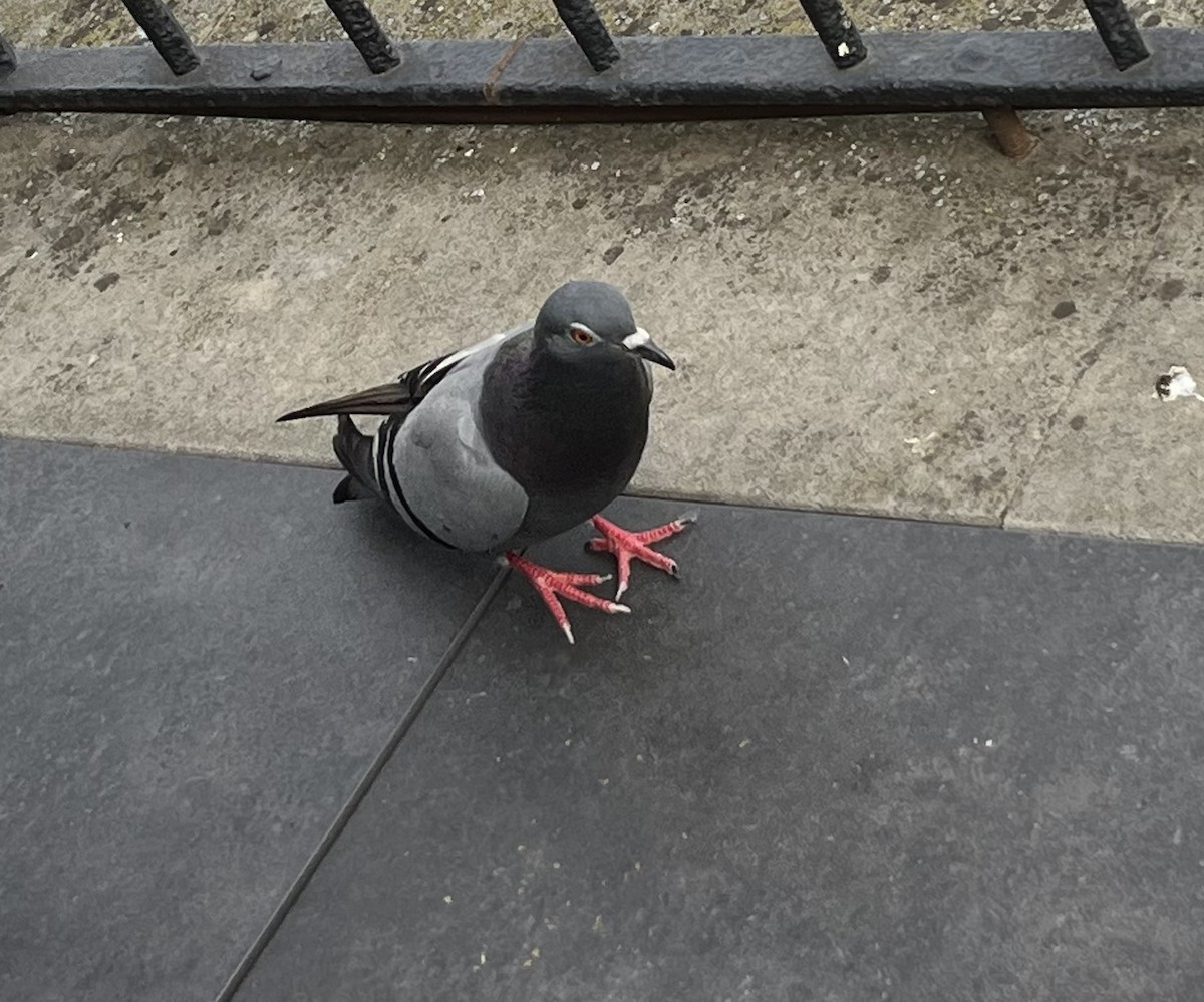 Rock Pigeon (Feral Pigeon) - ML620898745
