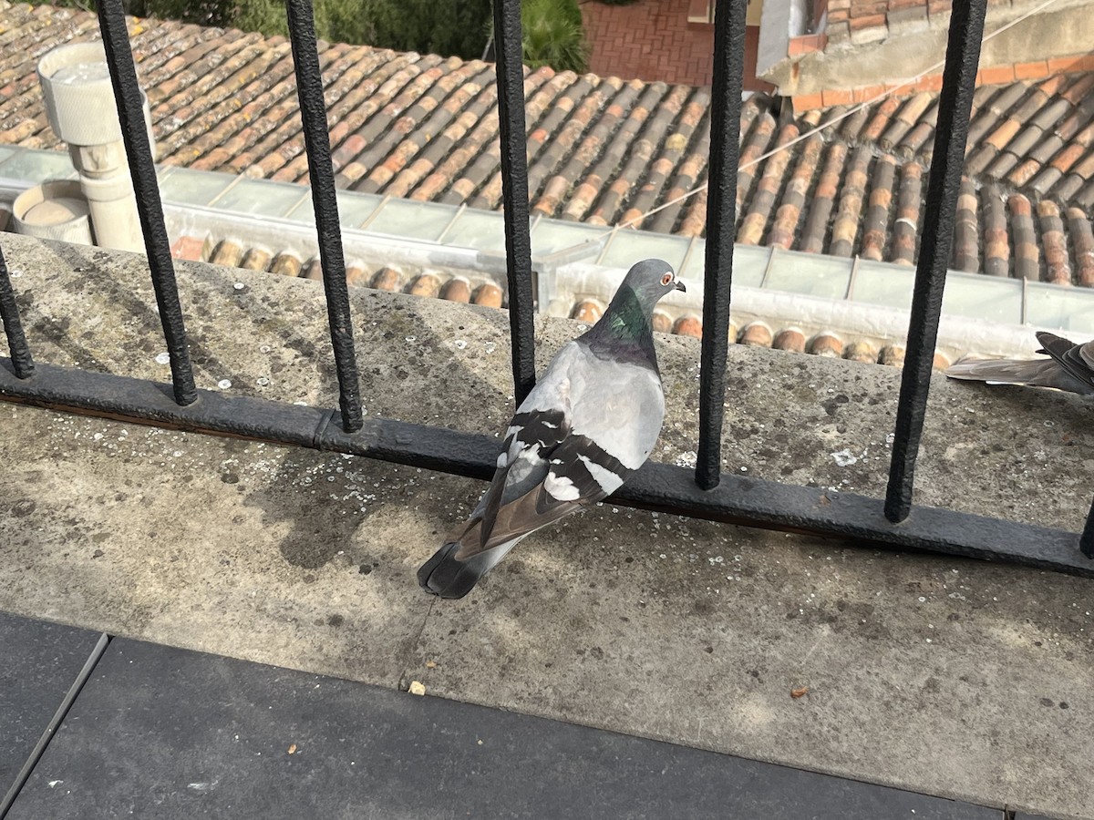 Rock Pigeon (Feral Pigeon) - ML620898746