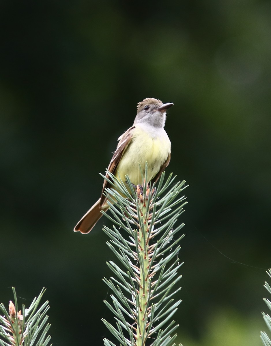 Great Crested Flycatcher - ML620898754