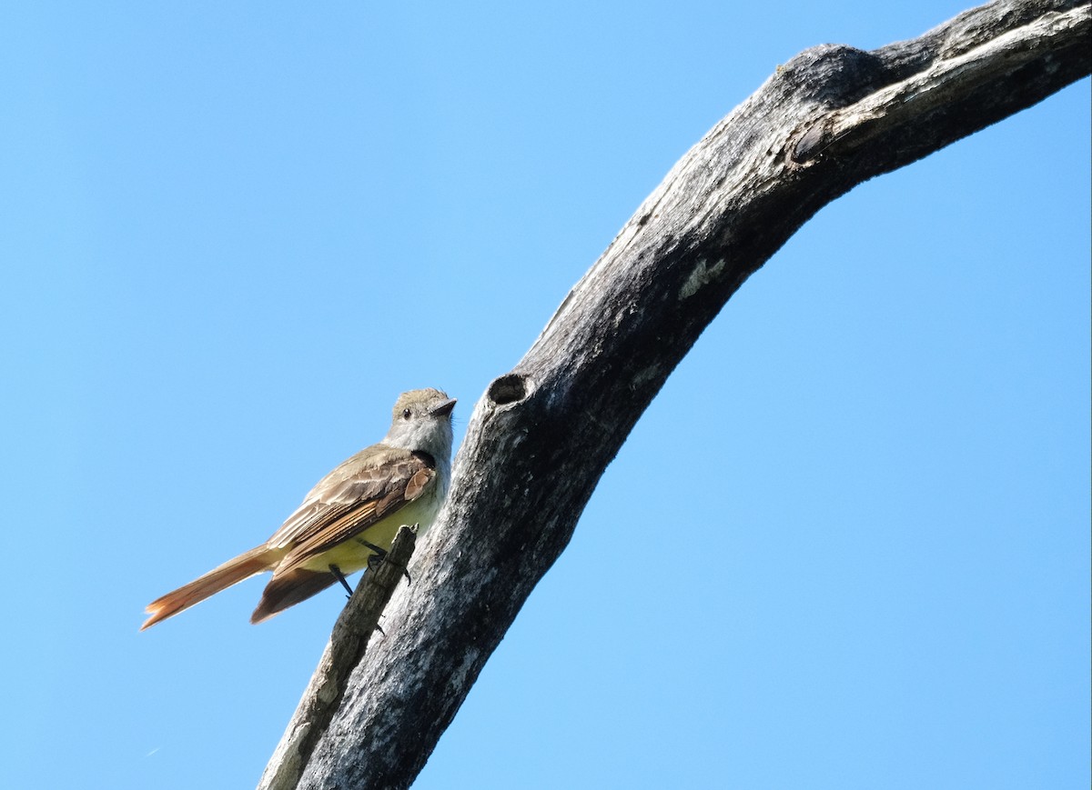 Great Crested Flycatcher - ML620898756