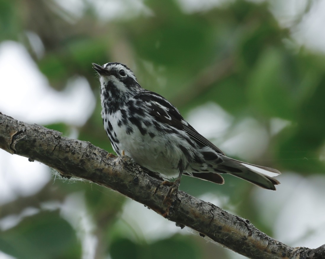 Black-and-white Warbler - ML620898758