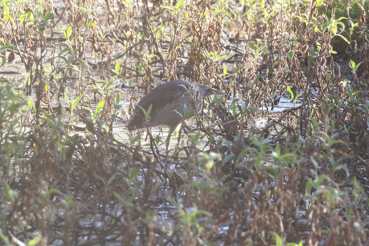 Australasian Bittern - ML620898776