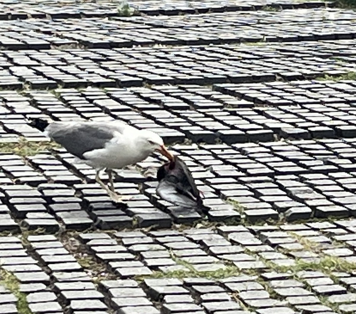 Gaviota Patiamarilla - ML620898777