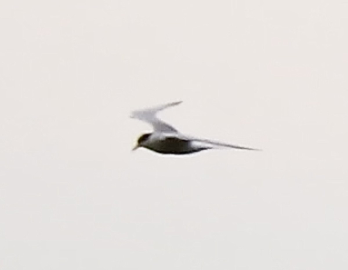 Common/Arctic Tern - ML620898783