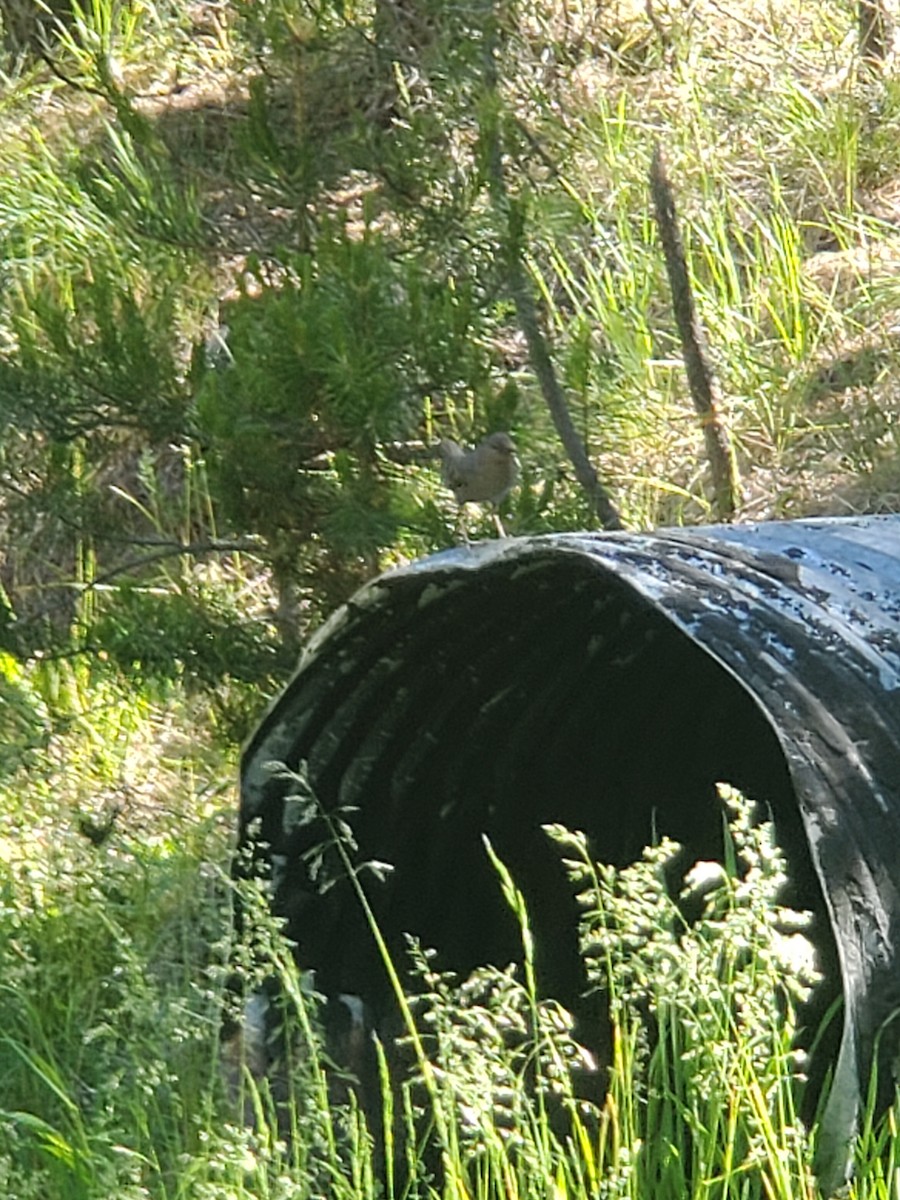 American Dipper - Michael Hopper