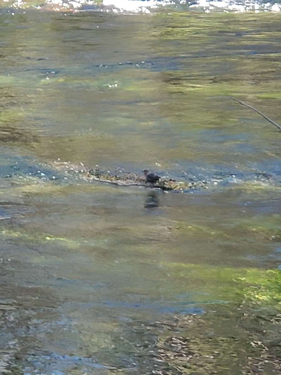 American Dipper - ML620898794