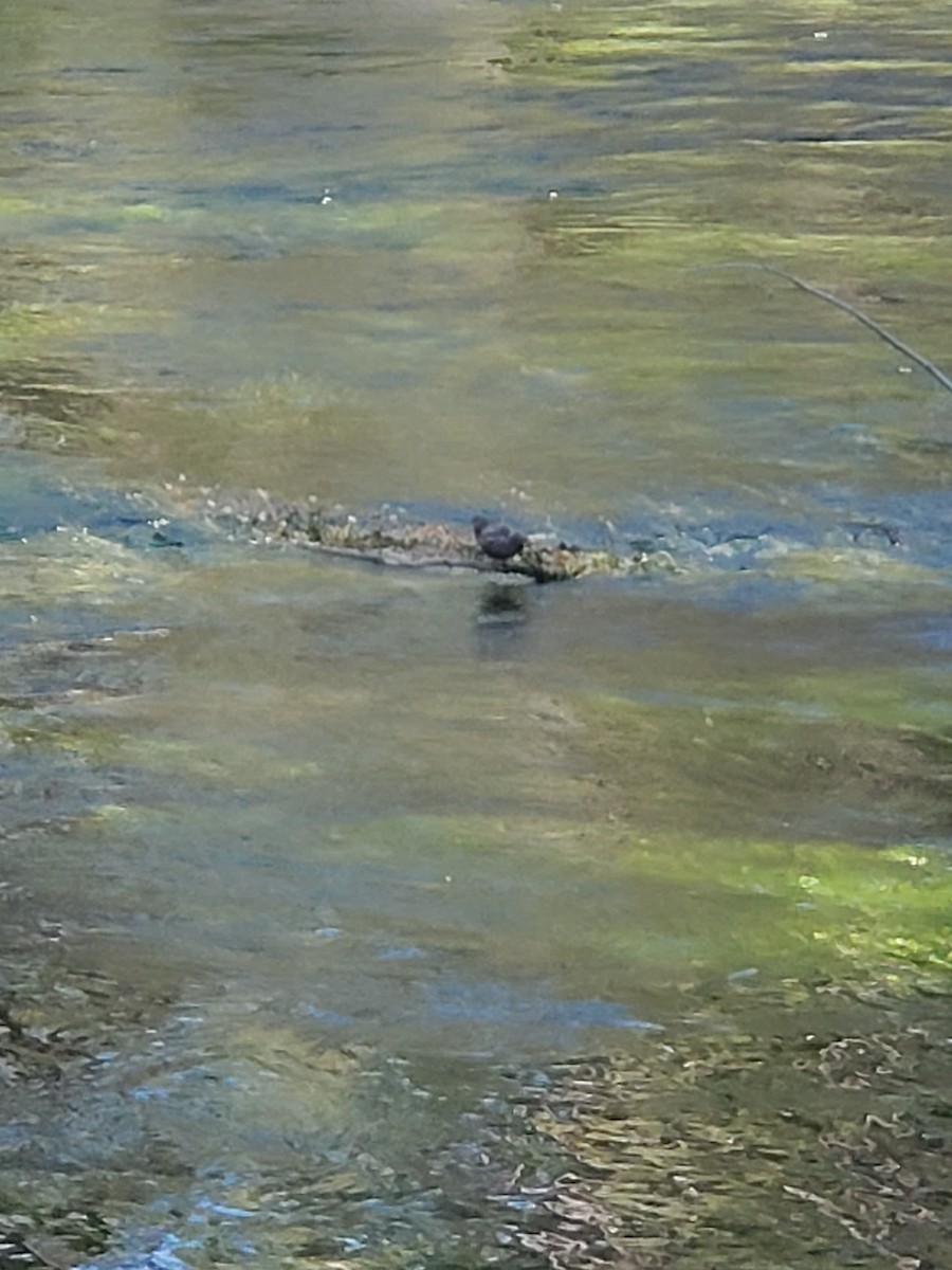 American Dipper - ML620898802