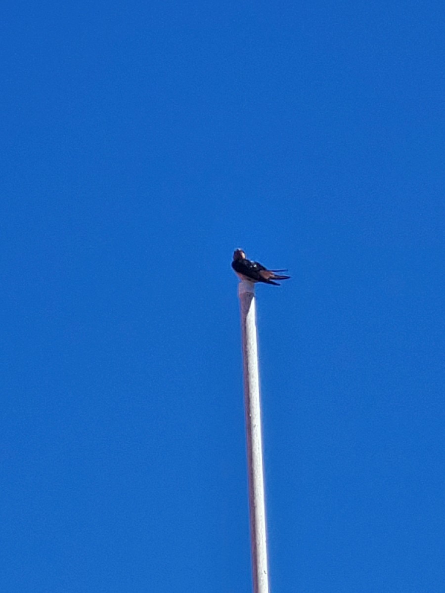 Barn Swallow - ML620898804