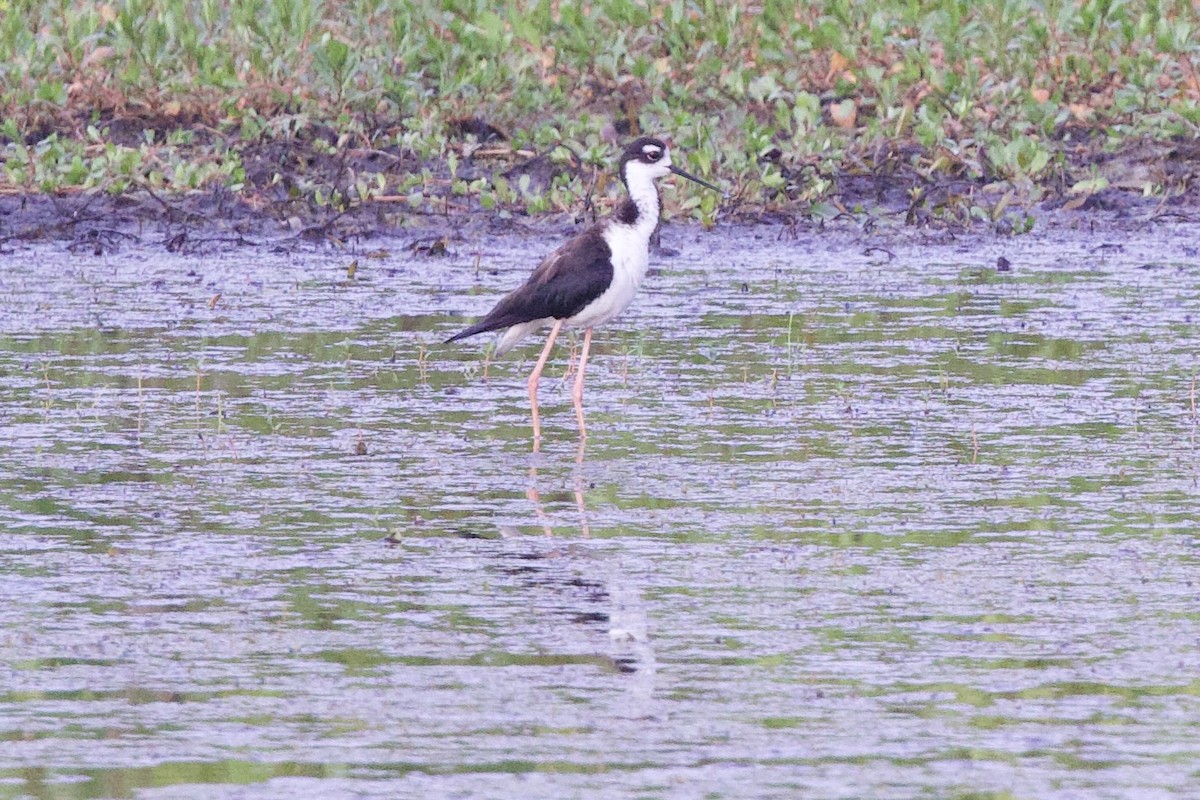 Black-necked Stilt - ML620898808