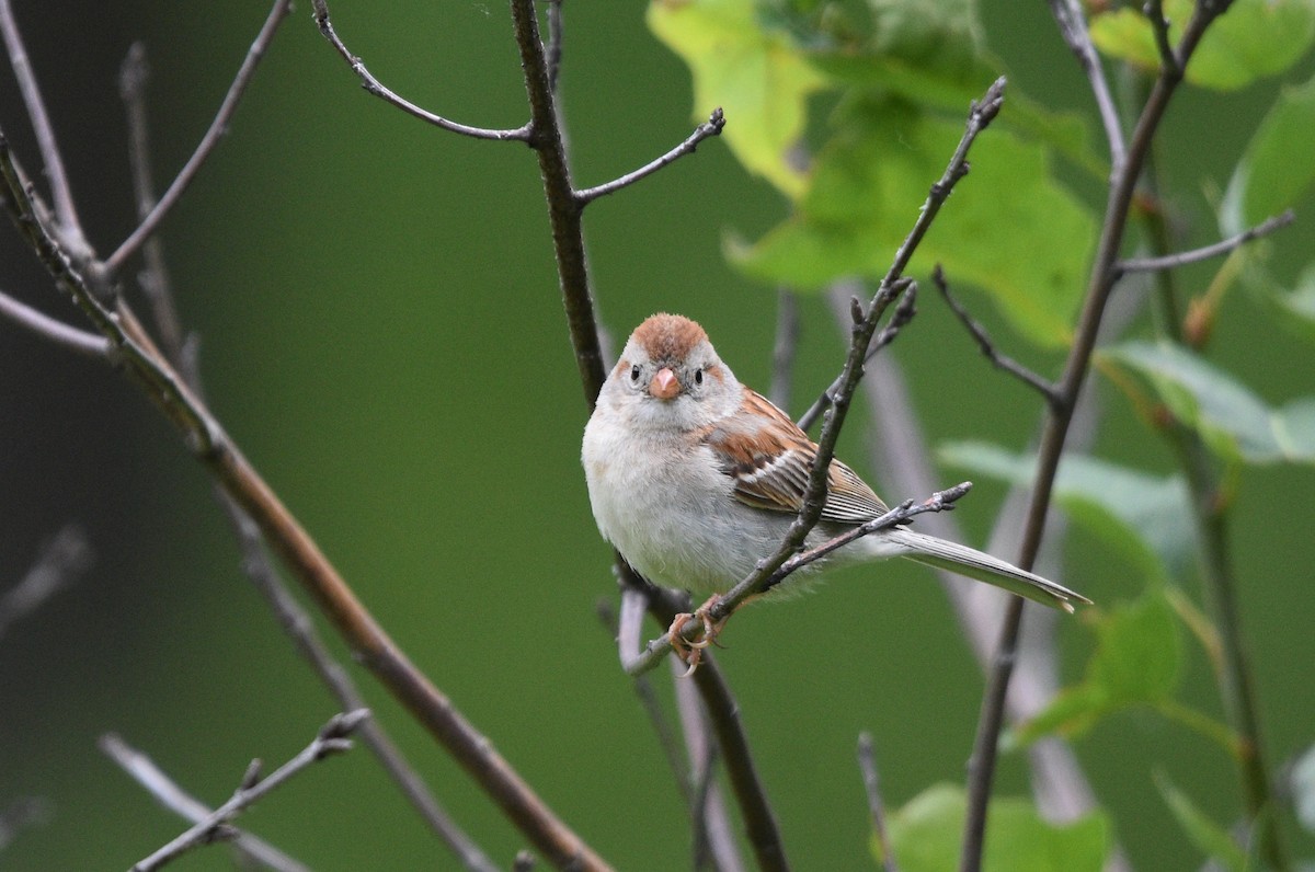 Field Sparrow - ML620898811