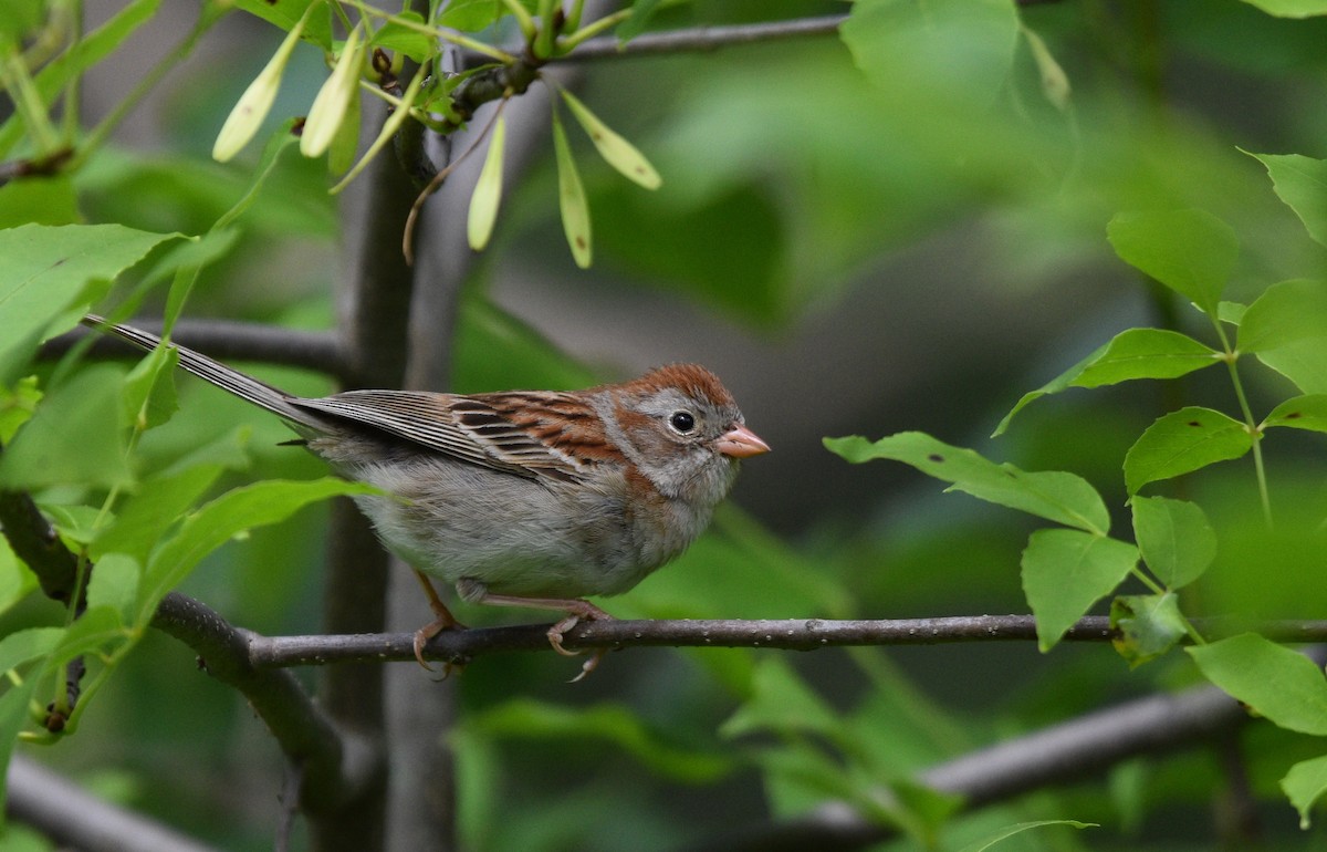 Field Sparrow - Steven McClellan