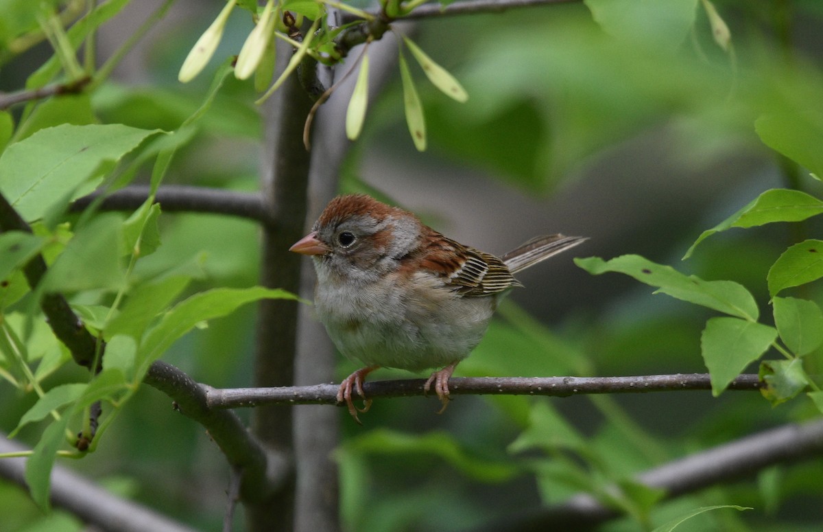 Field Sparrow - ML620898813