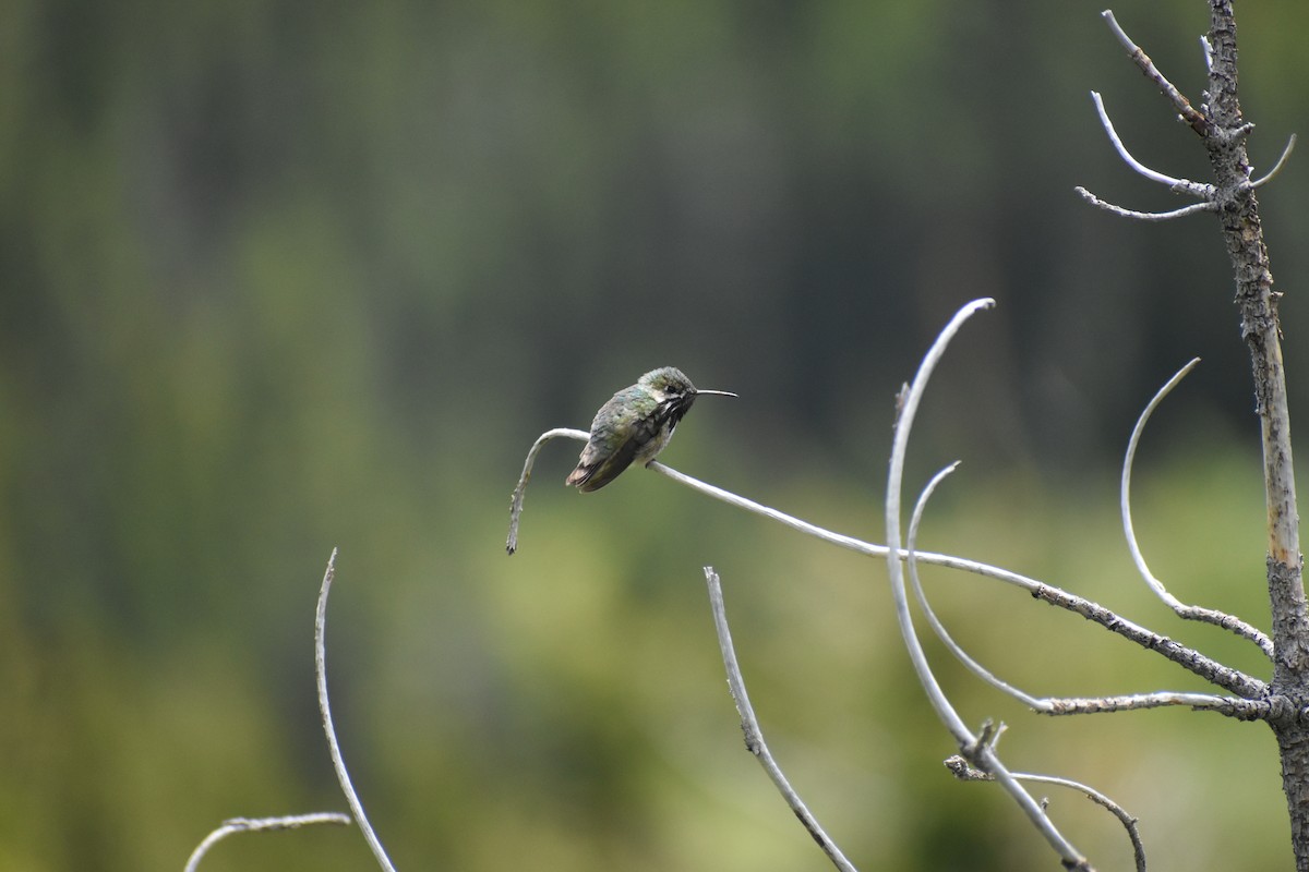 Calliope Hummingbird - ML620898842