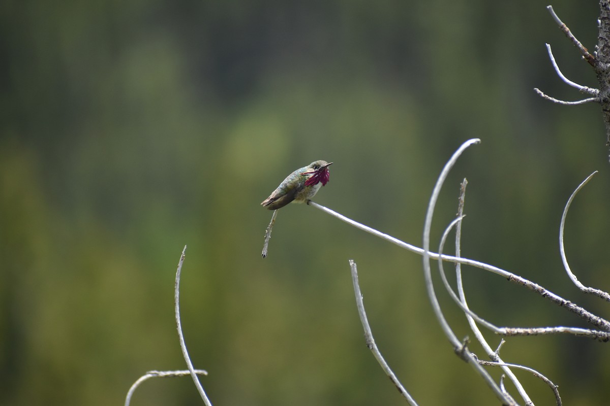 Calliope Hummingbird - ML620898843