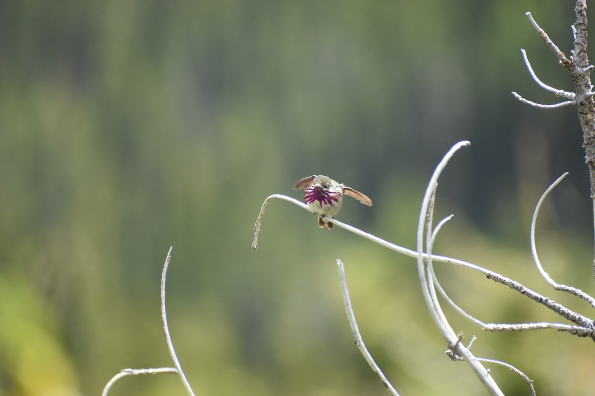 Calliope Hummingbird - ML620898844