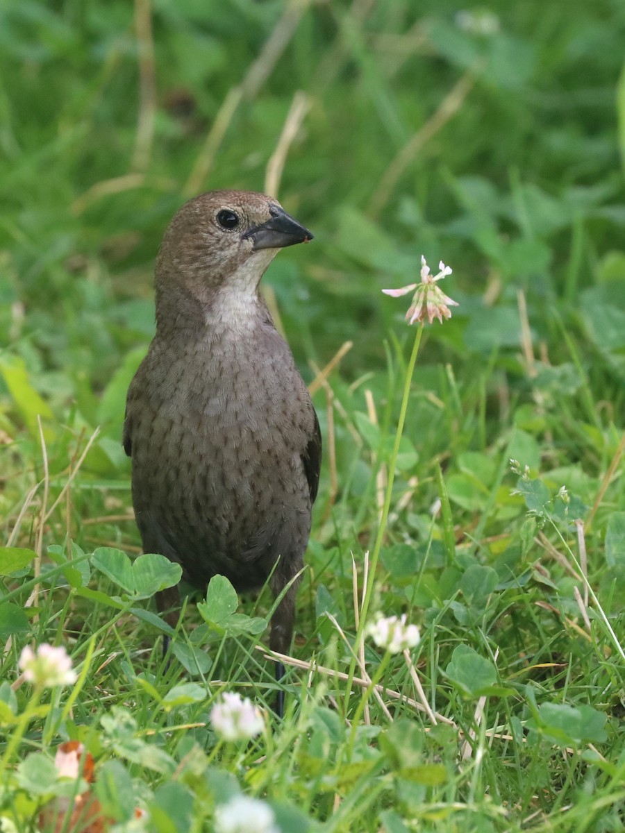 Brown-headed Cowbird - ML620898847