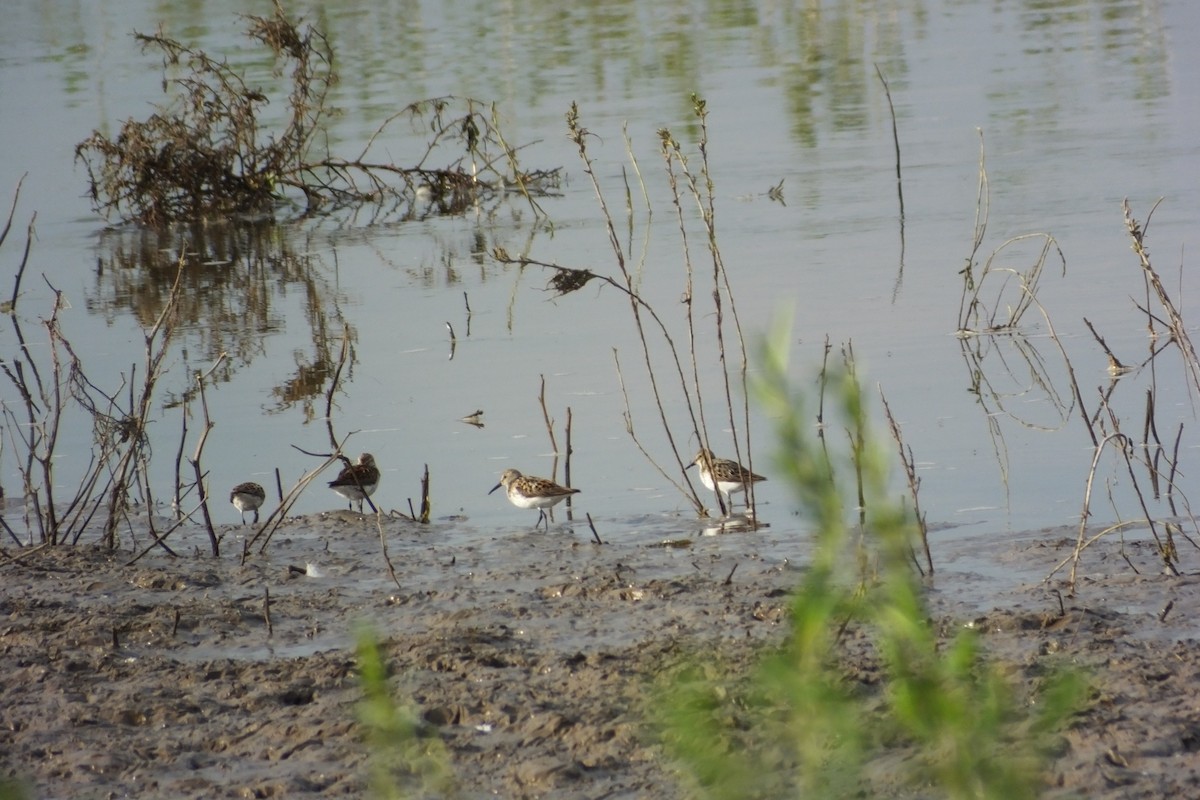 Western Sandpiper - ML620898848