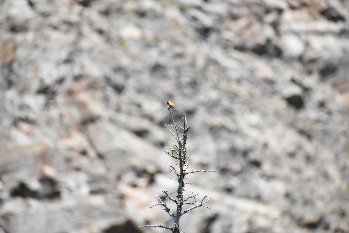 Rufous Hummingbird - Benjamin Nourse Gross