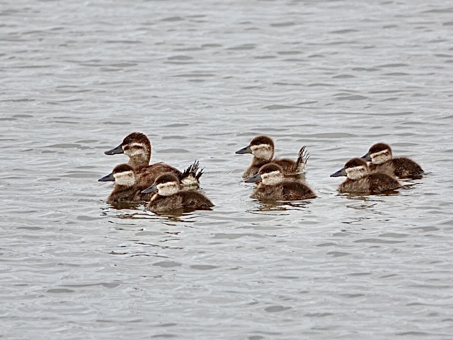 Ruddy Duck - ML620898852