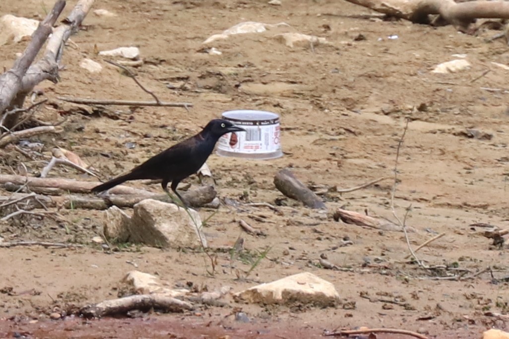 Common Grackle - Karen Bonsell