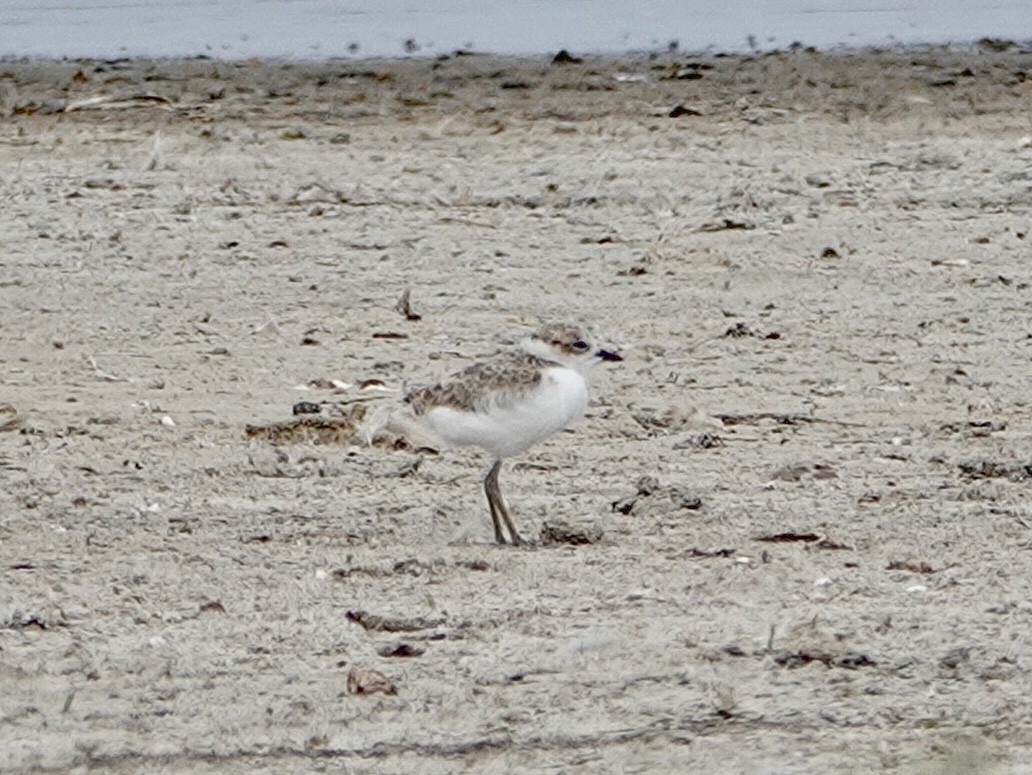 Snowy Plover - ML620898860