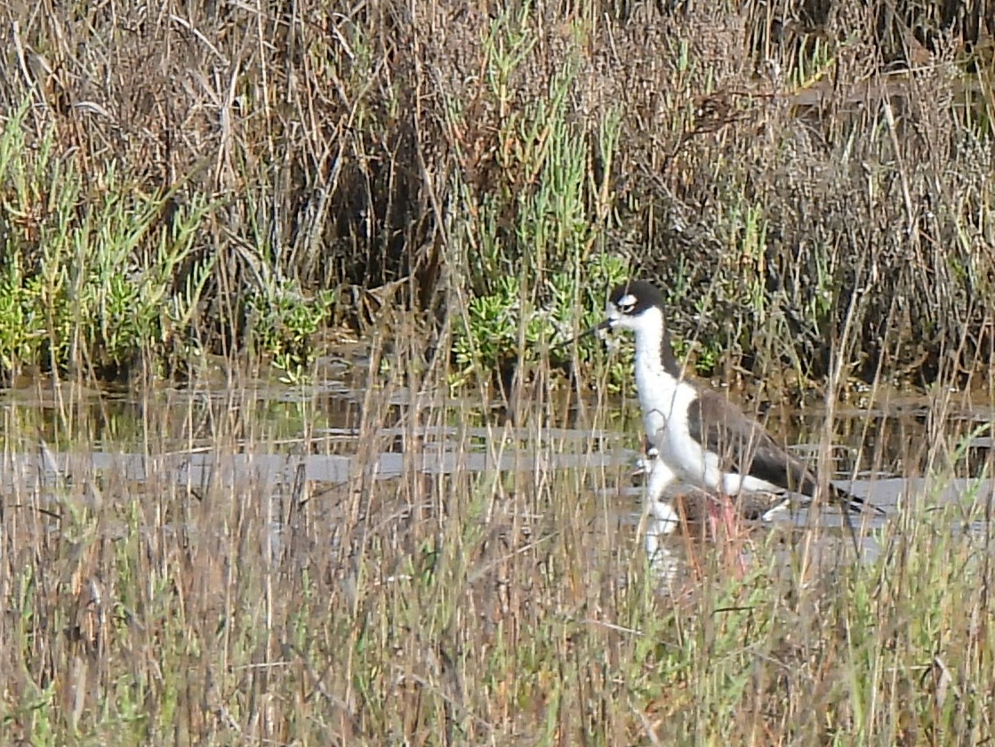 Black-necked Stilt - ML620898863