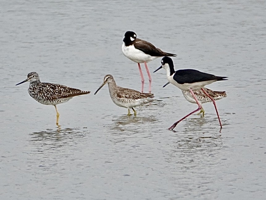 Short-billed Dowitcher - ML620898864