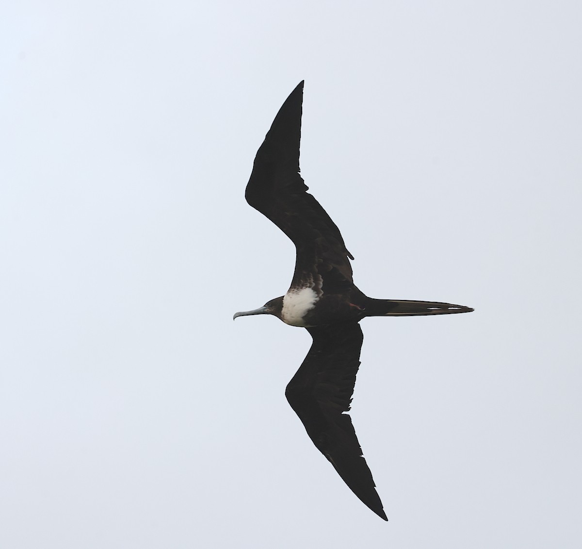 Magnificent Frigatebird - ML620898866