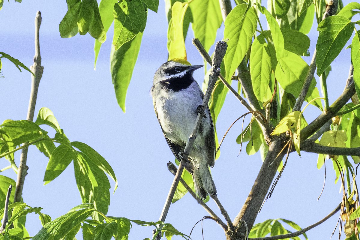 Paruline à ailes dorées - ML620898867