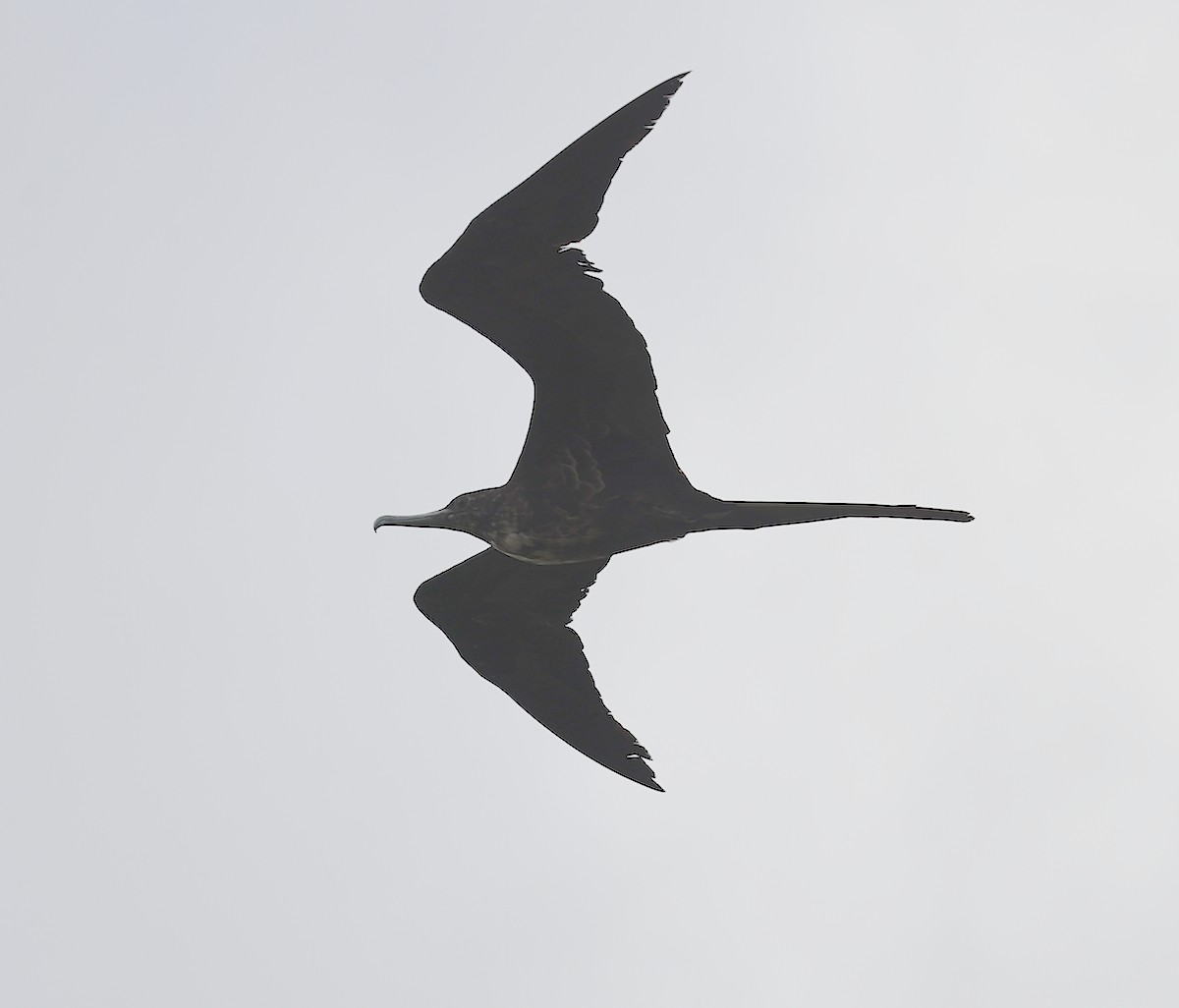 Magnificent Frigatebird - ML620898868