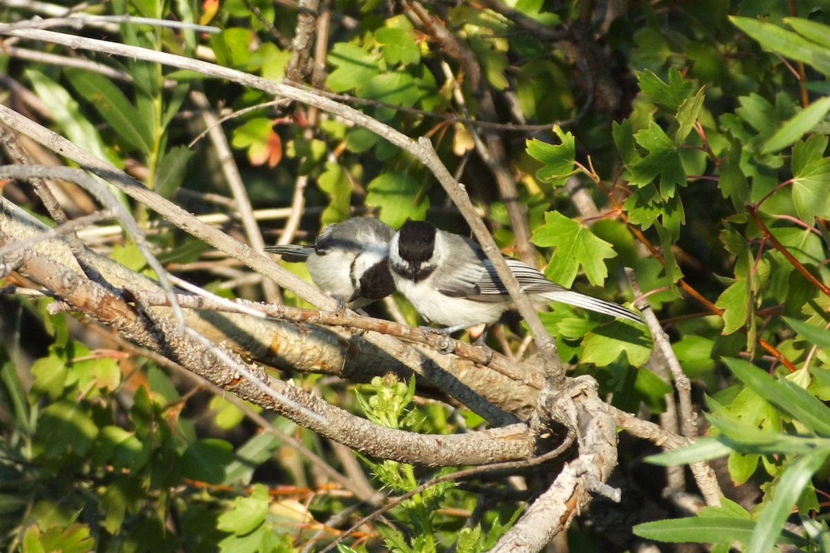 Black-capped Chickadee - ML620898870