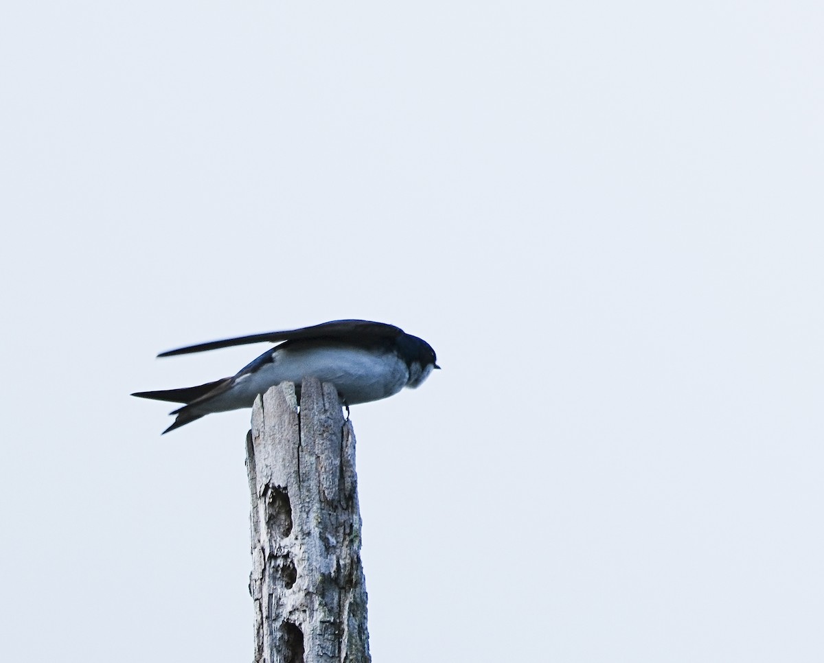 Golondrina Bicolor - ML620898879