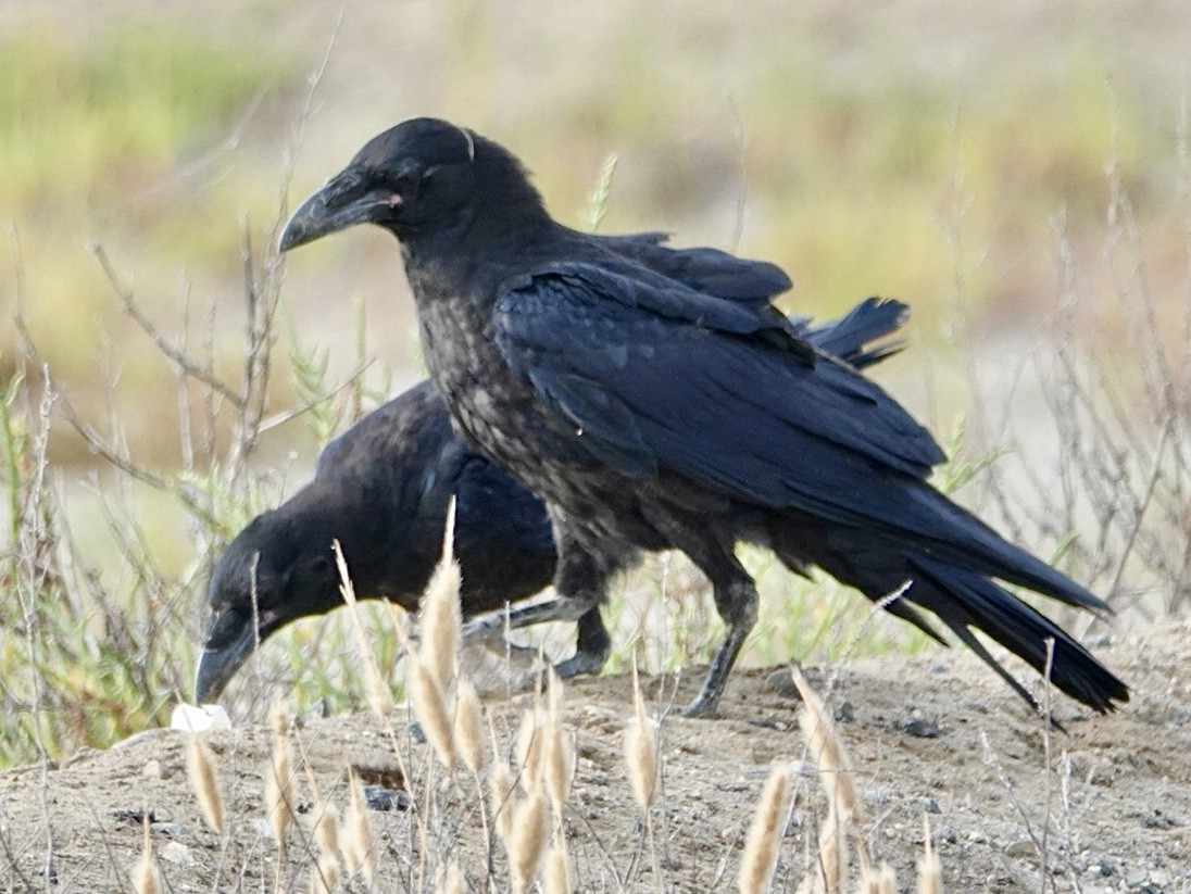 Common Raven - ML620898881