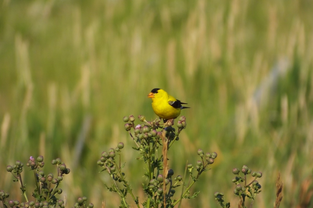 American Goldfinch - ML620898883