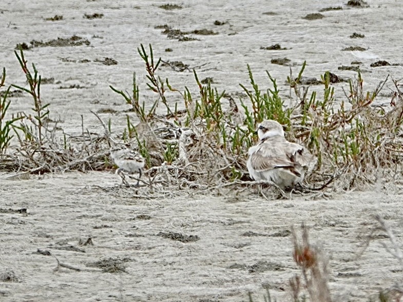 Snowy Plover - ML620898901