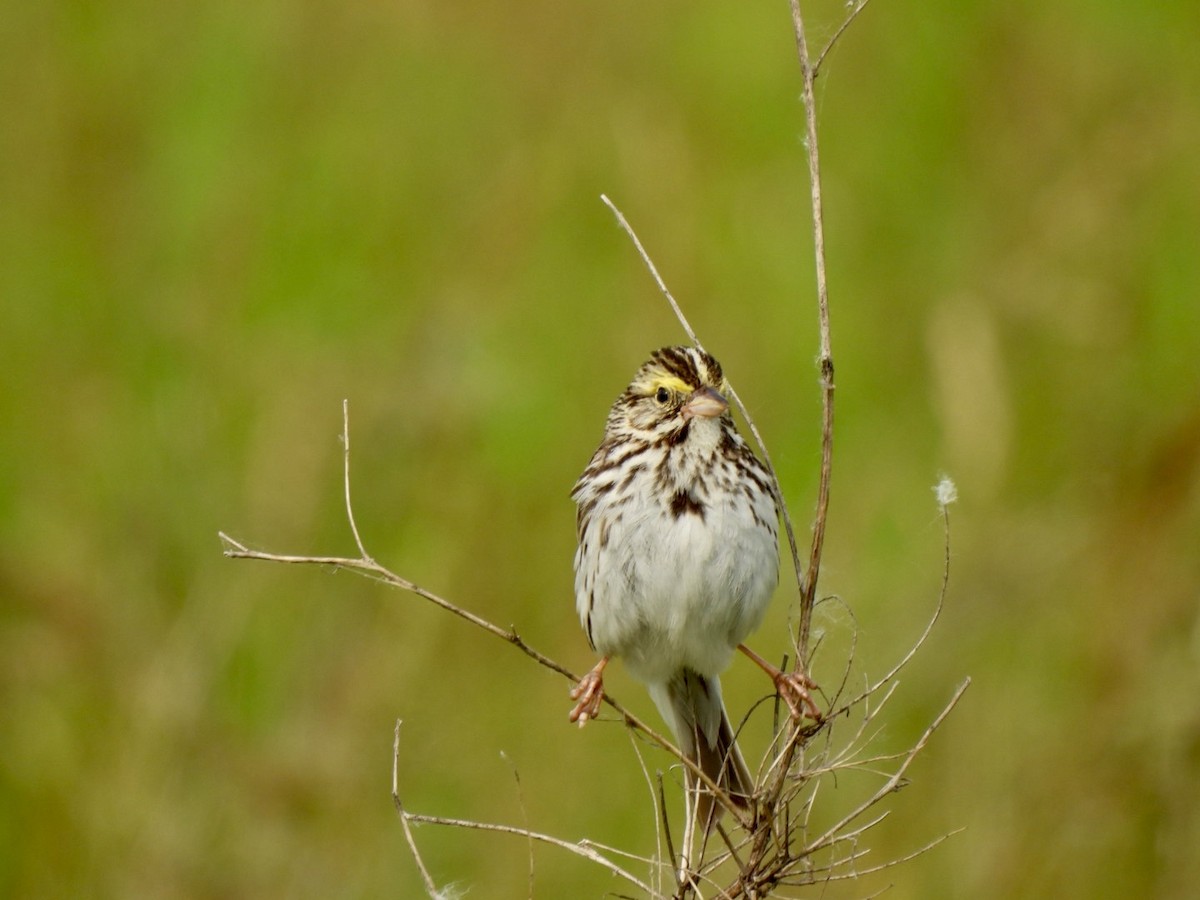 Savannah Sparrow - ML620898912