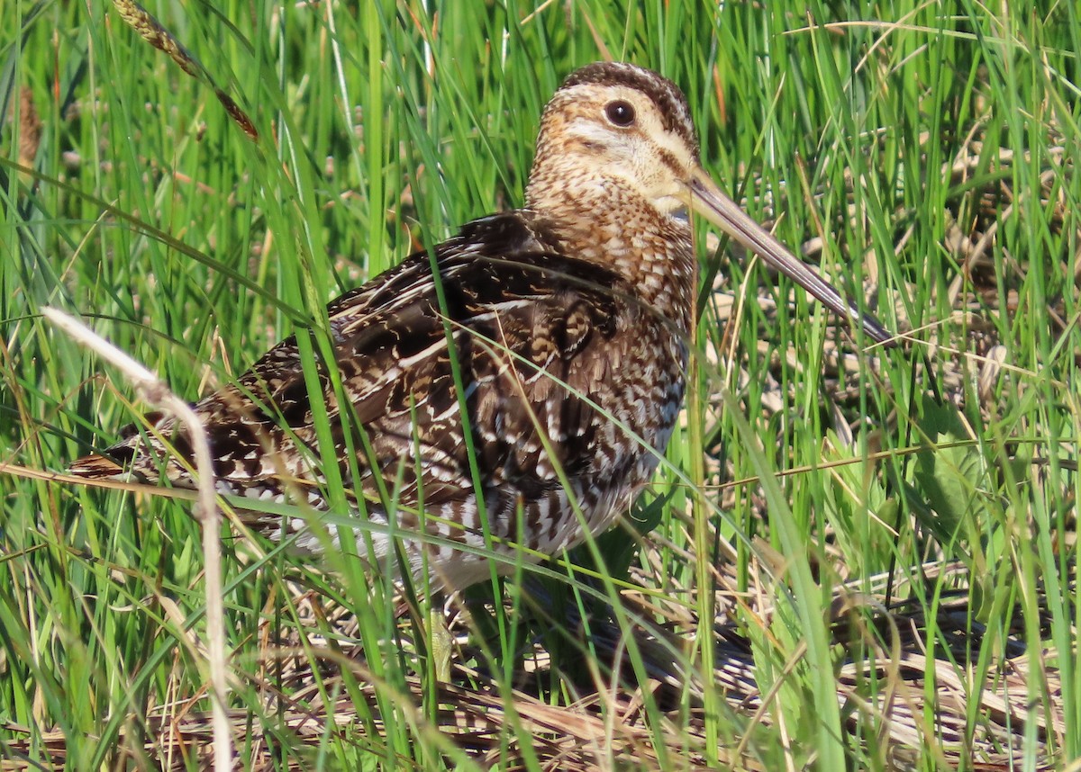 Wilson's Snipe - ML620898919