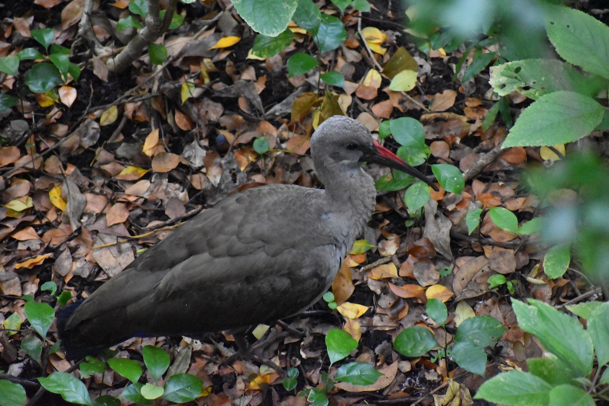 ibis hagedaš - ML620898920