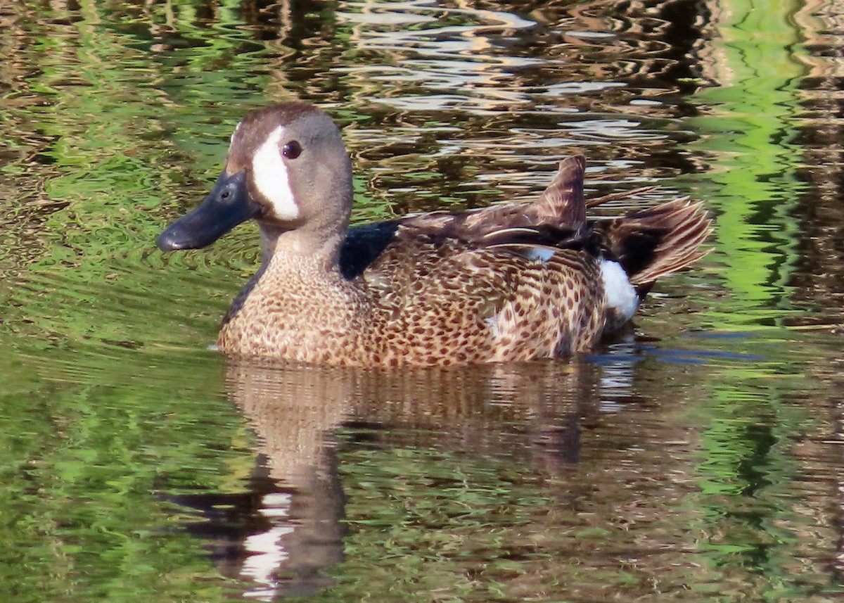 Blue-winged Teal - ML620898927