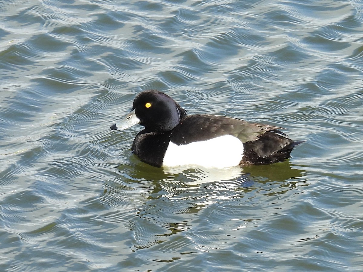 Tufted Duck - ML620898933