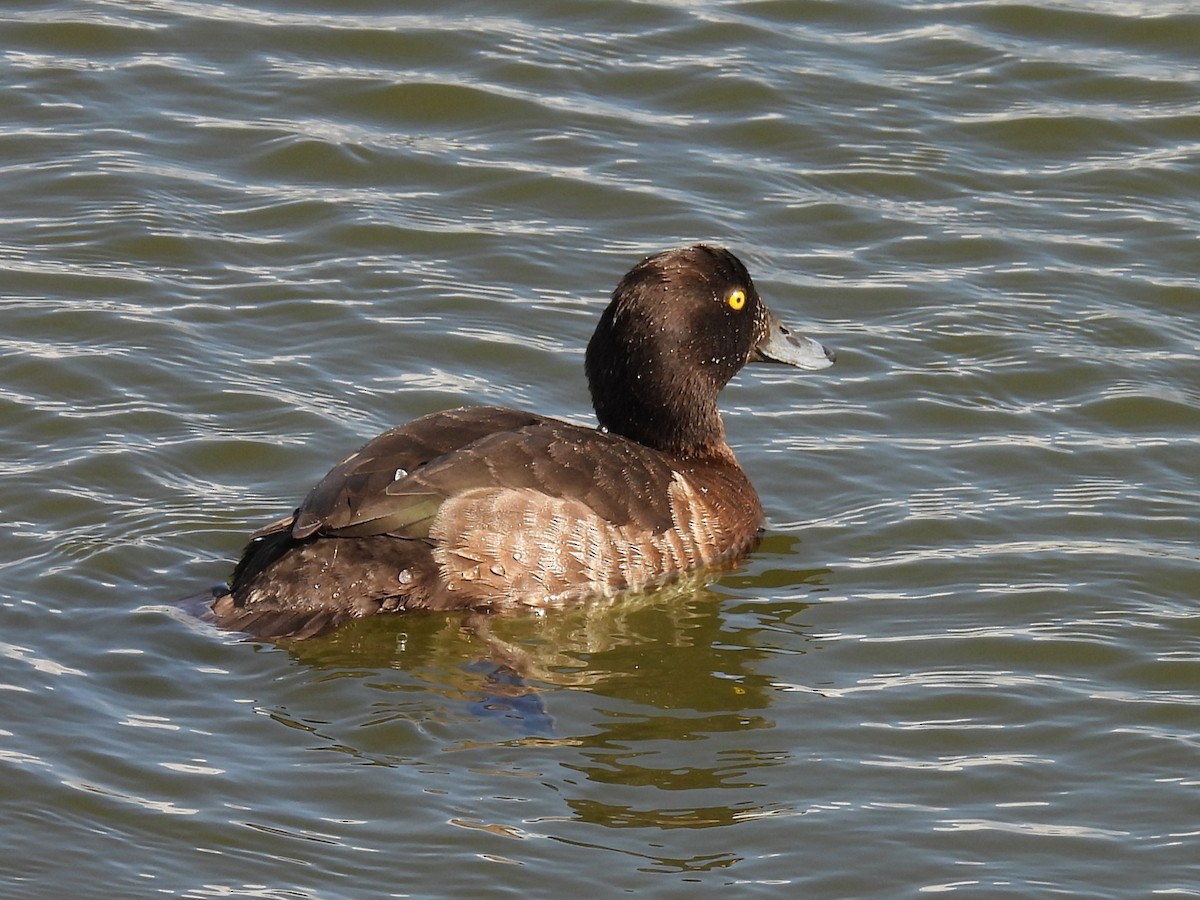 Tufted Duck - ML620898934