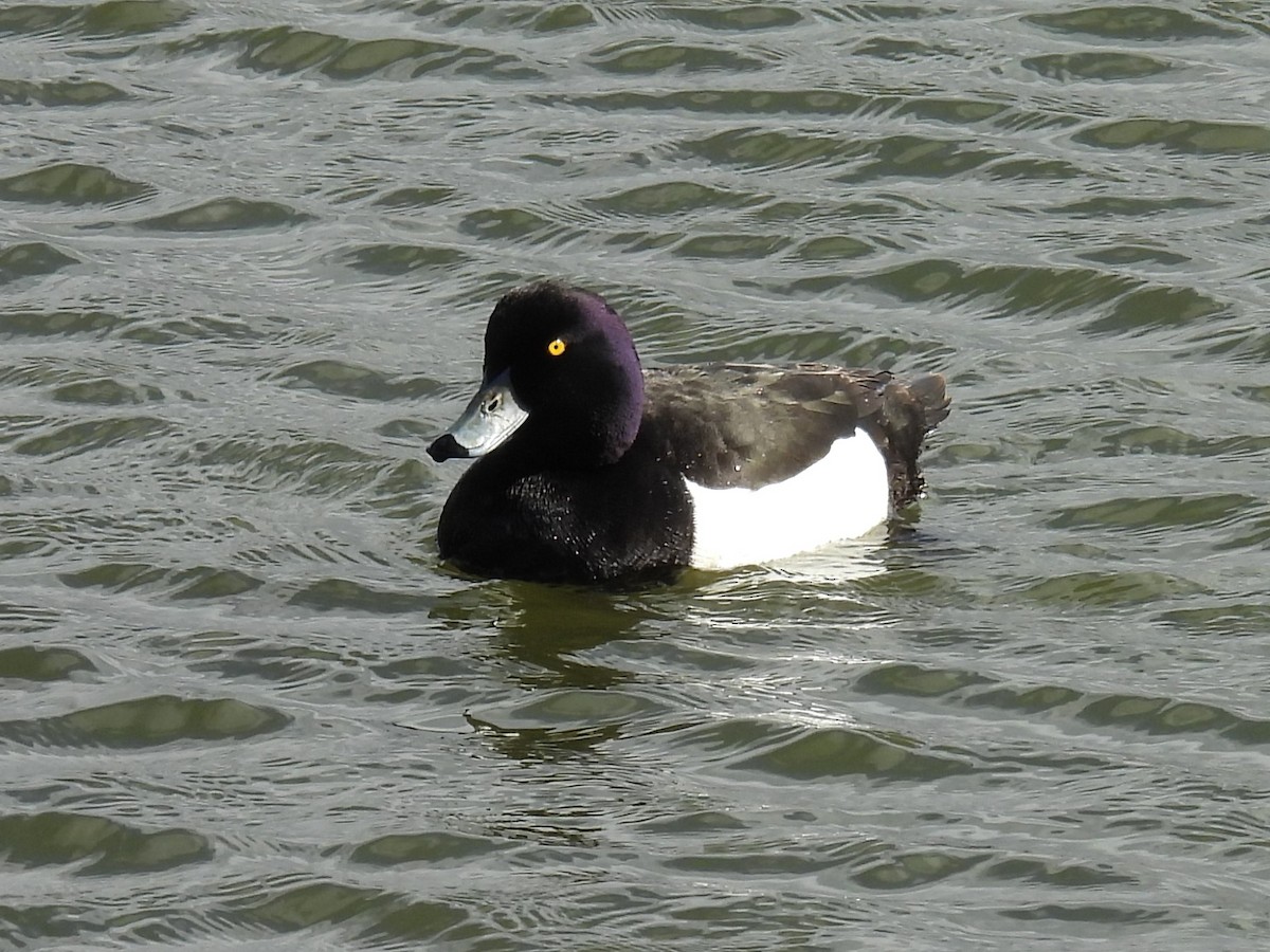 Tufted Duck - ML620898935