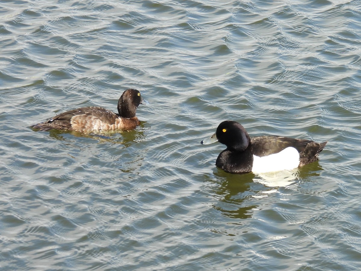 Tufted Duck - ML620898936