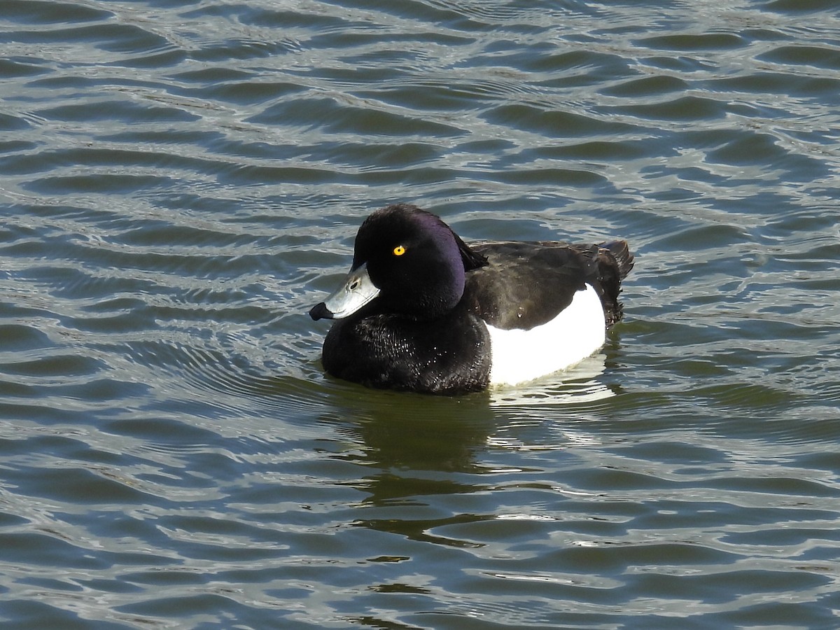 Tufted Duck - ML620898937