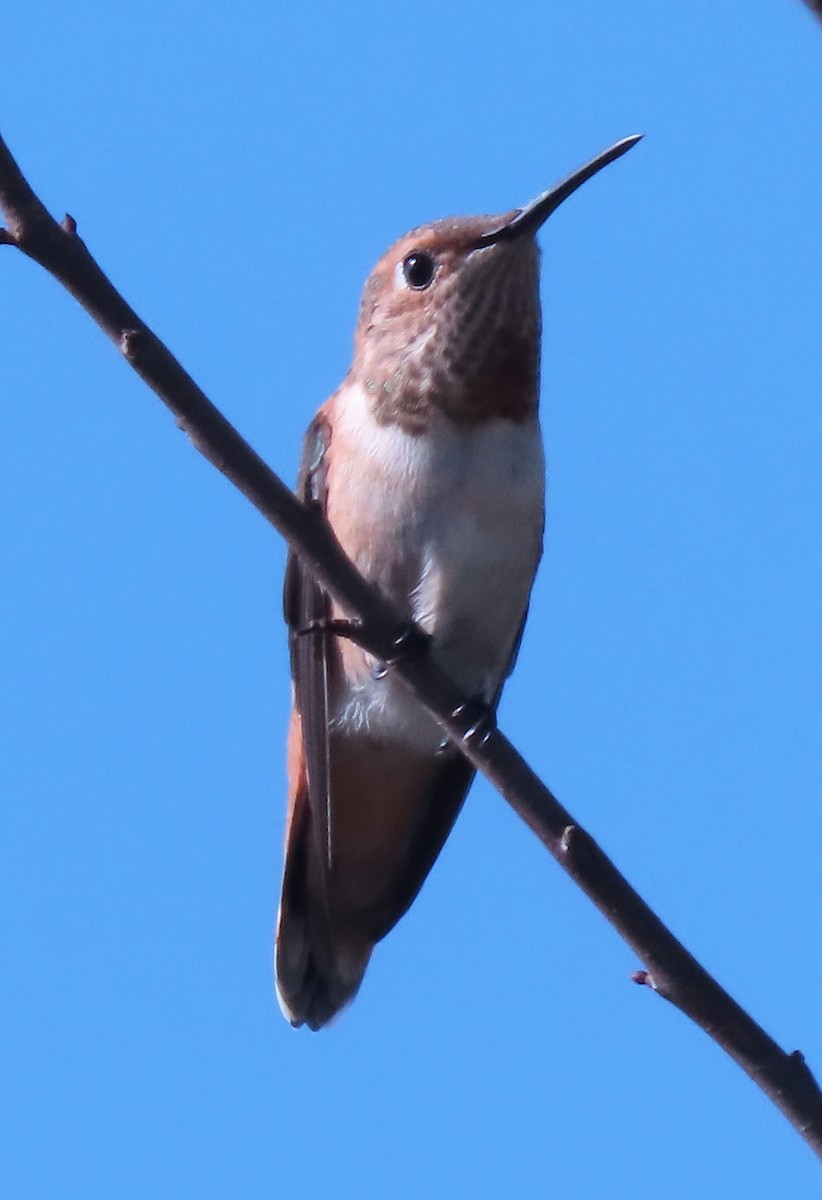 Allen's Hummingbird - ML620898939