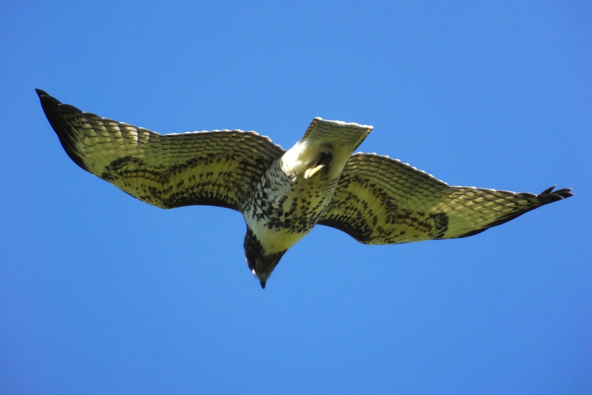 Red-tailed Hawk - ML620898942