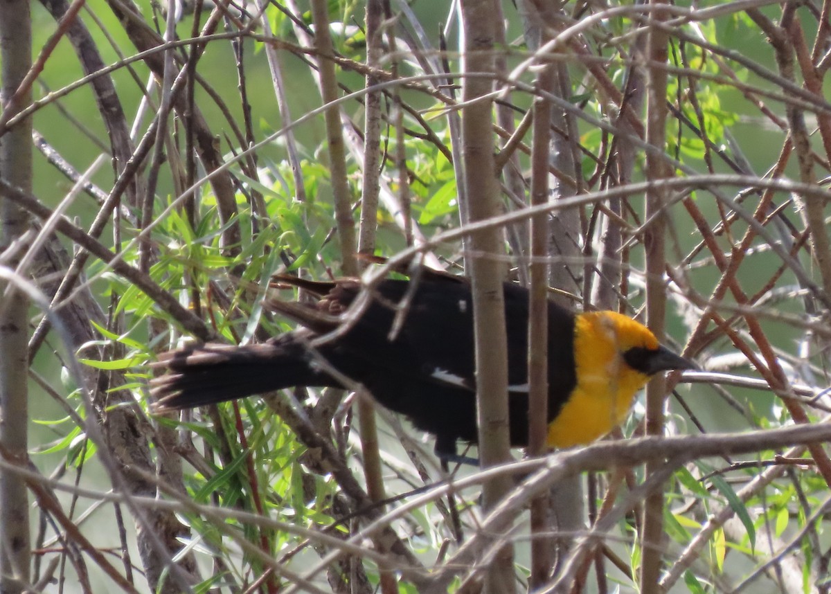 Yellow-headed Blackbird - Fran Kerbs