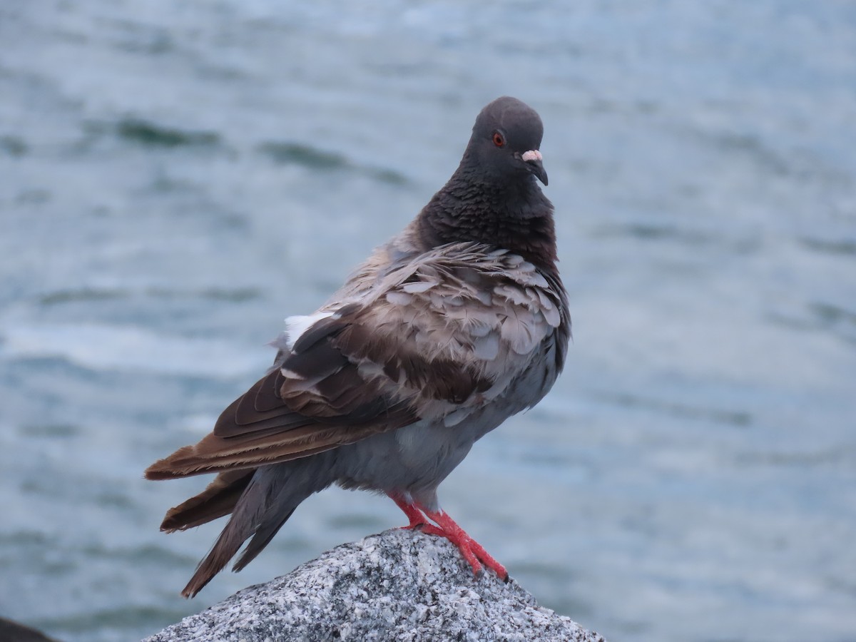 Rock Pigeon (Feral Pigeon) - ML620898961